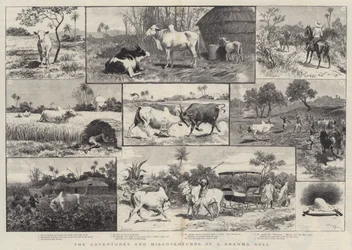 As Aventuras e Desventuras de um Touro Brahma